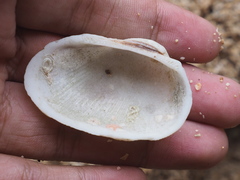 Barbatia
