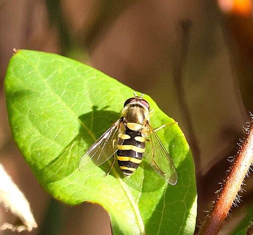 Unknown species found near East Shore, New Haven, CT 06512, USA