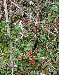 Ilex vomitoria image