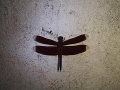 Neurothemis manadensis
