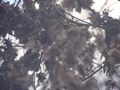 Humulus lupulus