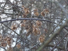 Humulus lupulus