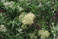 Buddleja saligna