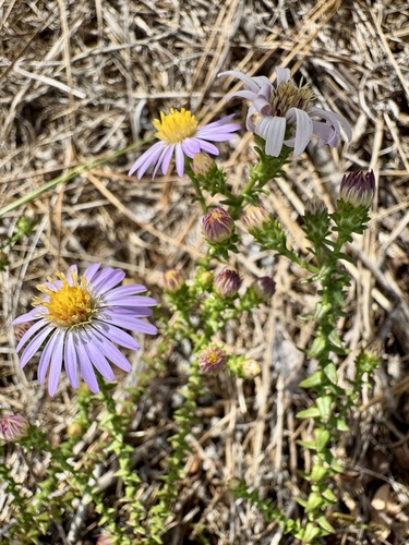 Walter's Aster (Symphyotrichum walteri)