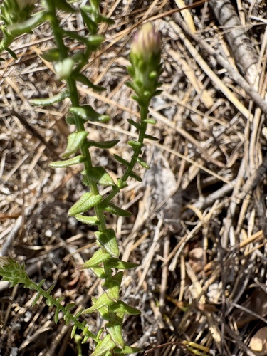 Symphyotrichum walteri, photograph 4