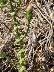 Symphyotrichum walteri, photograph (c) Karen Guin, some rights reserved (CC BY)