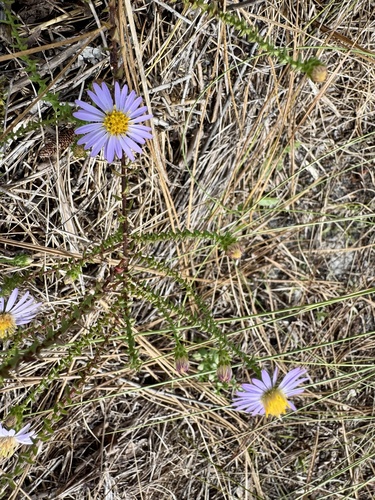 Symphyotrichum walteri, photograph 5