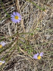 Symphyotrichum walteri, photograph (c) Karen Guin, some rights reserved (CC BY)