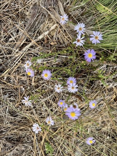 Symphyotrichum walteri, photograph 6