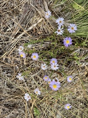 Symphyotrichum walteri, photograph (c) Karen Guin, some rights reserved (CC BY)