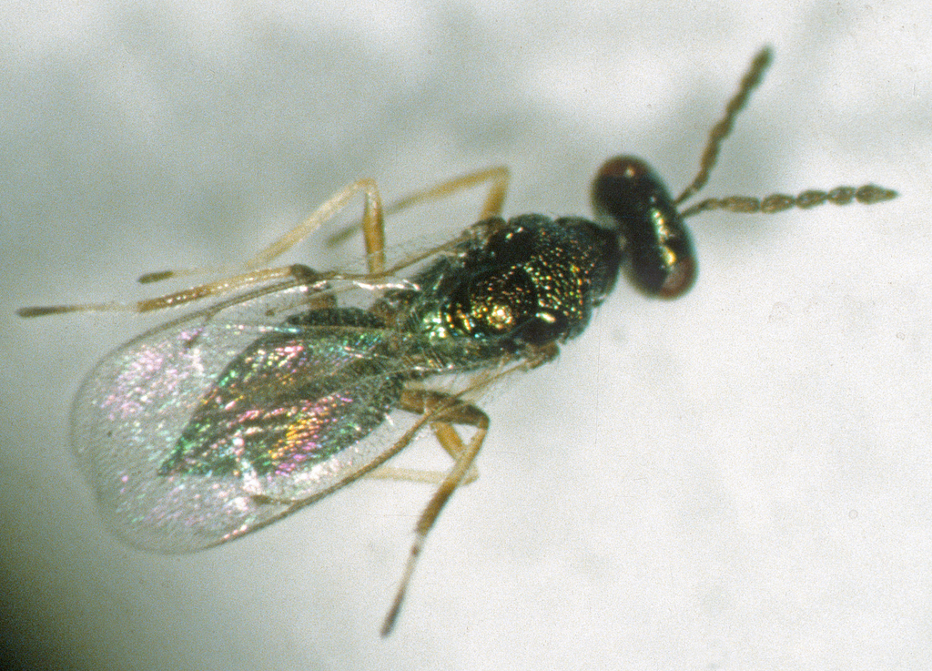 Pnigalio pectinicornis