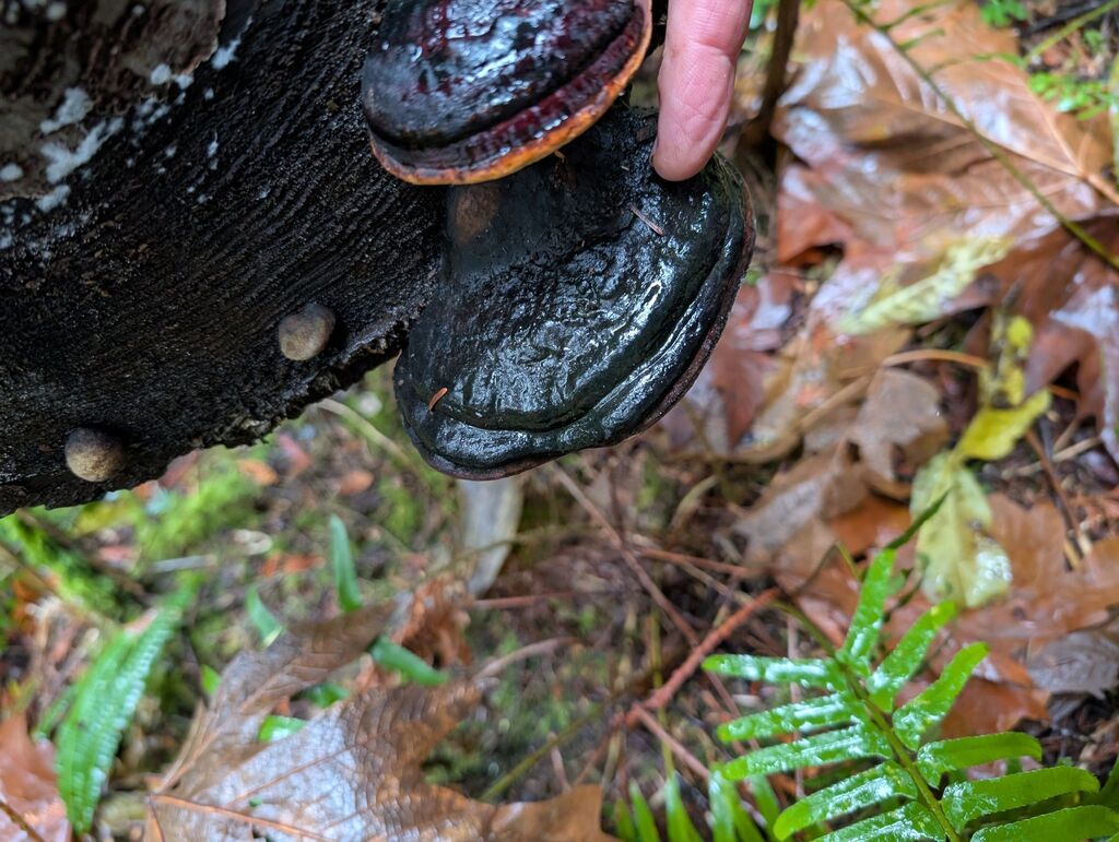 Fomitopsis mounceae · November 2025 · photo: © michaelshan (iNaturalist, cc-by-nc)
