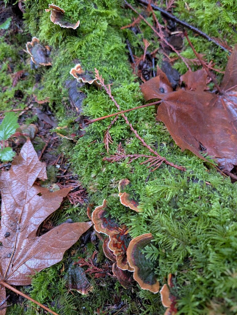 Stereum subtomentosum · November 2025 · photo: © michaelshan (iNaturalist, cc-by-nc)