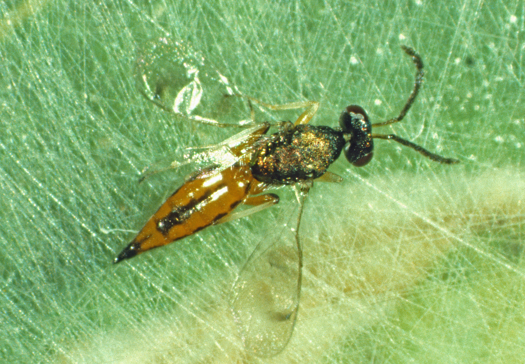 Sympiesis gregori