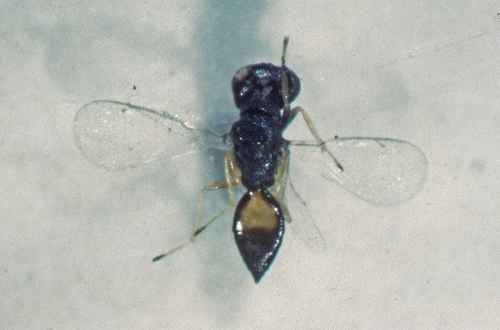 Cryptastichus sabo
