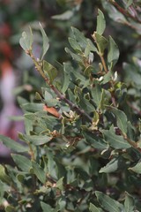 Euclea