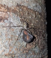 Ypypuera