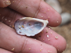 Septifer bilocularis