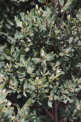 Euclea