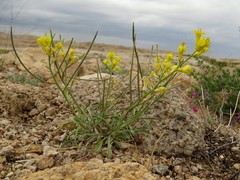 Erysimum kazachstanicum
