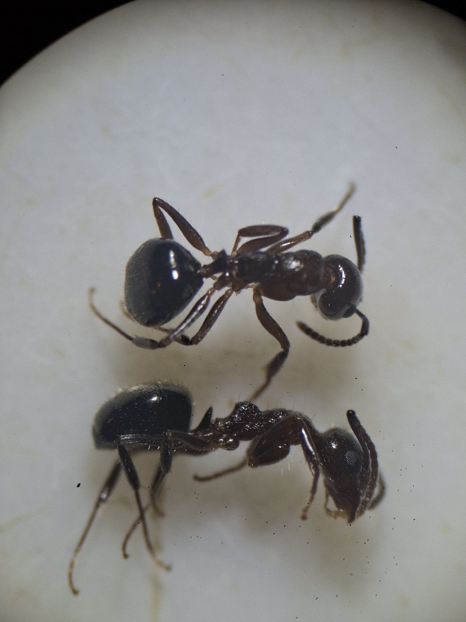 Dolichoderus rutilus