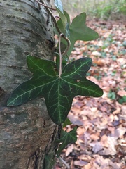 Hedera helix
