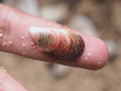 Septifer bilocularis