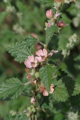 Sphaeralcea bonariensis