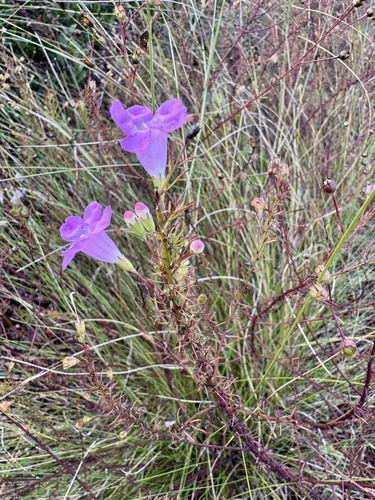 Seminole False Foxglove (Agalinis filifolia)