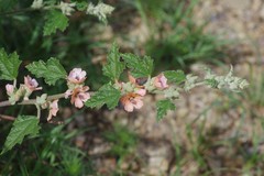 Sphaeralcea bonariensis