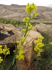 Erysimum kazachstanicum