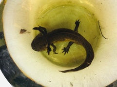 Ambystoma mexicanum