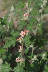 Sphaeralcea bonariensis