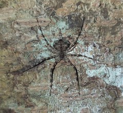 Ypypuera