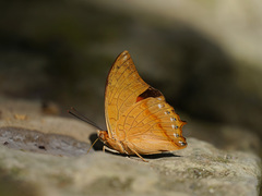 Charaxes affinis