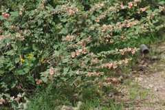 Sphaeralcea bonariensis