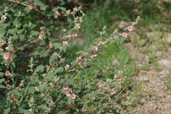 Sphaeralcea bonariensis