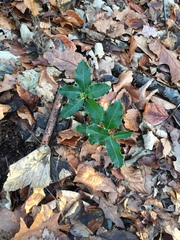 Ilex aquifolium