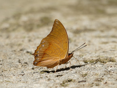 Charaxes affinis