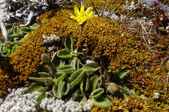 Brachyglottis bellidioides