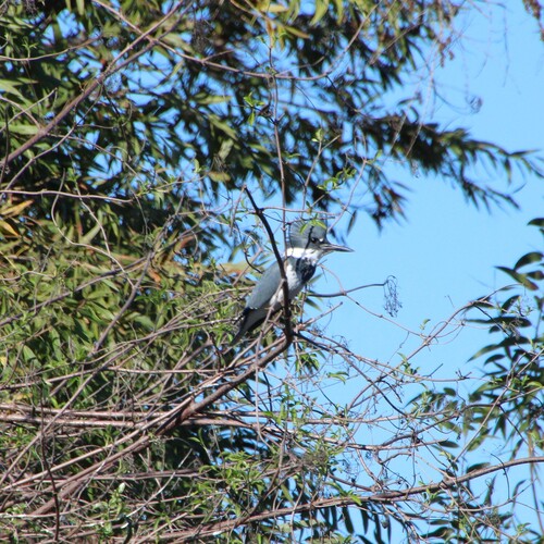 iNaturalist observation photo of Belted Kingfisher