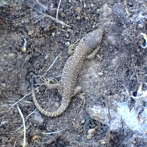 Avistamiento Lagarto ocelado (fardacho)