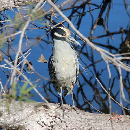 iNaturalist observation photo of Yellow-crowned Night Heron