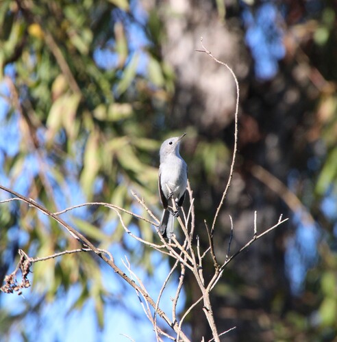 iNaturalist observation photo of Blue-gray Gnatcatcher