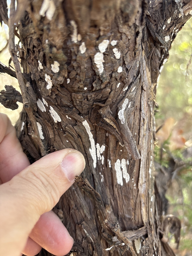 Dendrothele nivosa · November 2025 · photo: © sambiology (iNaturalist, cc-by)