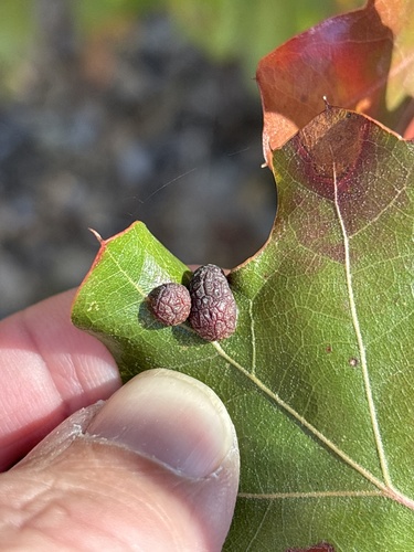 Unknown species found near John T White, Fort Worth, TX, US