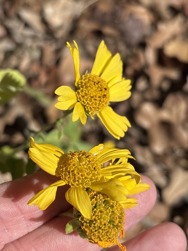 golden crownbeard (Verbesina encelioides)