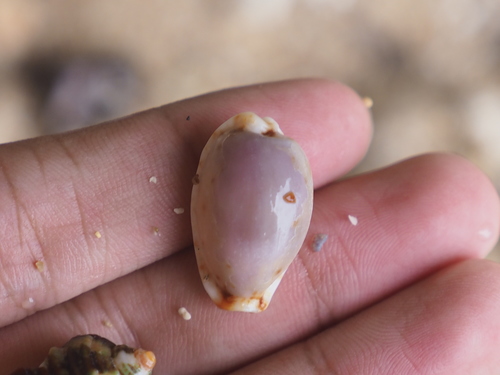 Cypraea gangranosa observed 2020-01-12