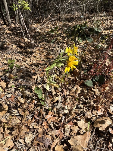 Verbesina encelioides