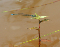Pseudagrion williamsoni
